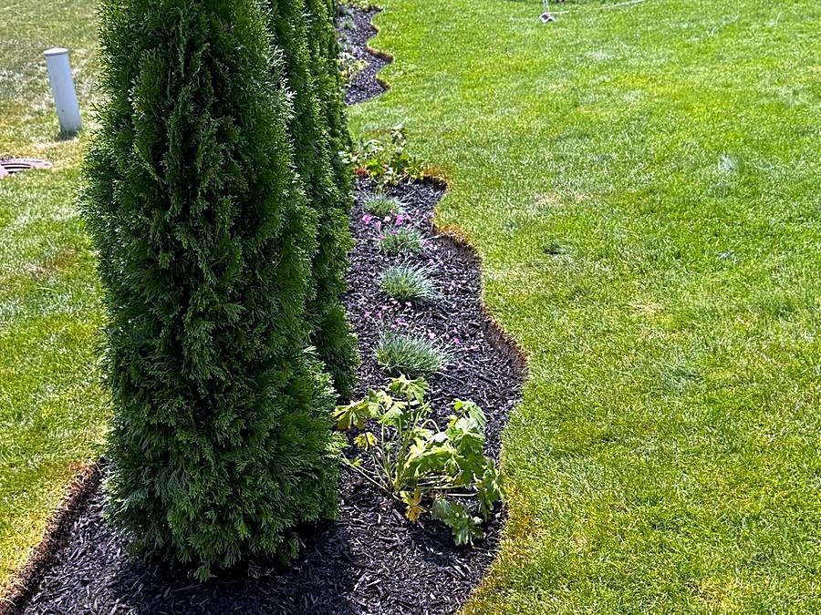 Serpentine spade-cut bed edge in dark mulch with arborvitae and perennials, Fox Valley, Illinois