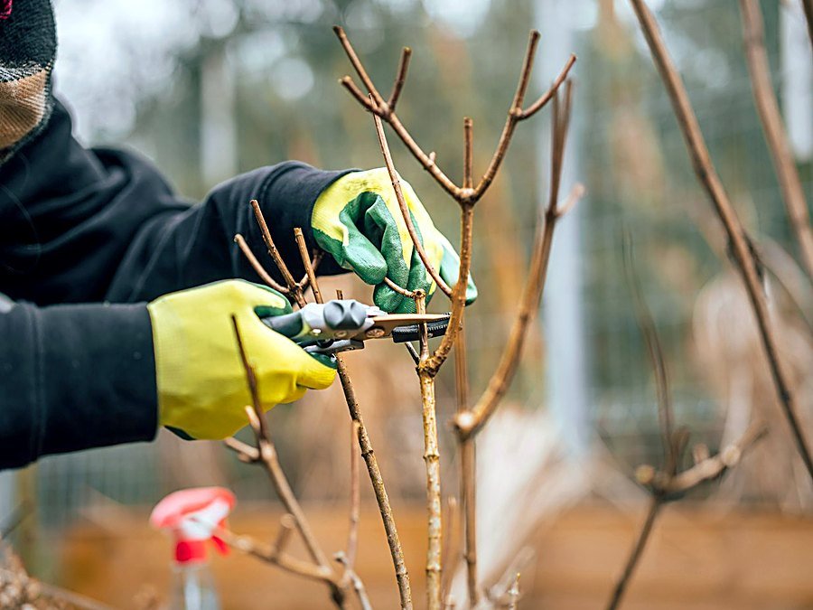 Gloved hands pruning a bare dormant shrub with hand secateurs in winter
